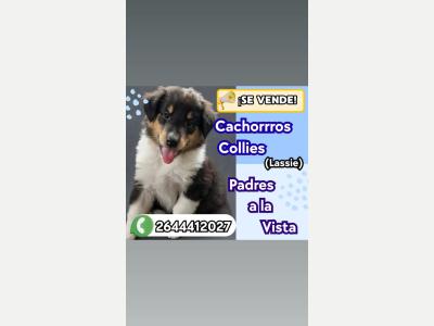 Perros y  Gatos Cachorros Collie Lassie 